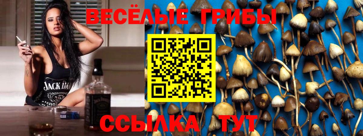 Псилоцибиновые грибы Psilocybe  Вход с VPN  Красноярск 